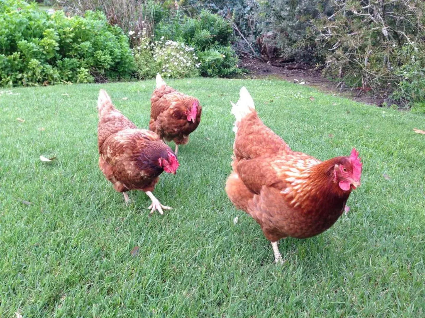 Daysy Hill Country Cottages