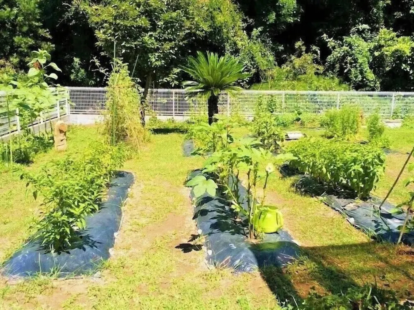 Kitchen Garden