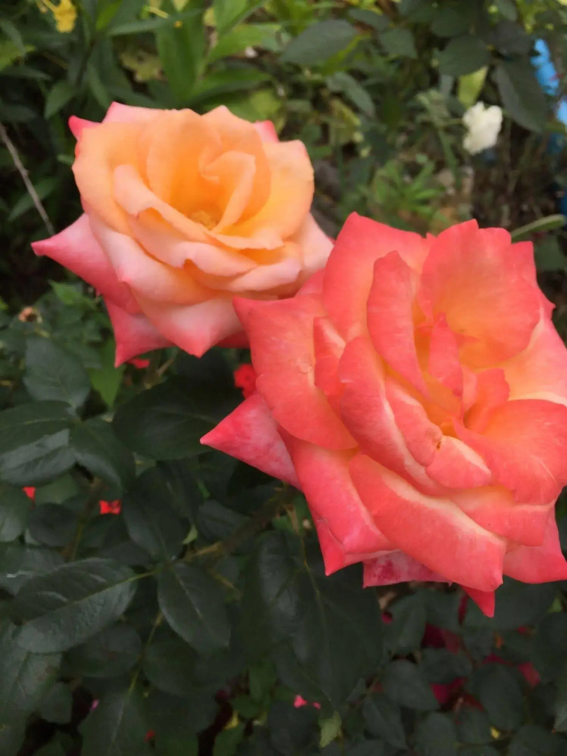 Shin Sane Guesthouse