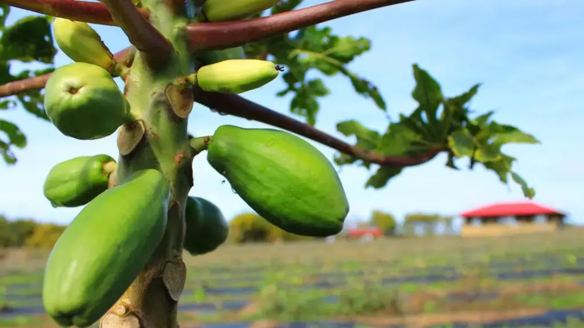 Maunga Roa Eco Lodge