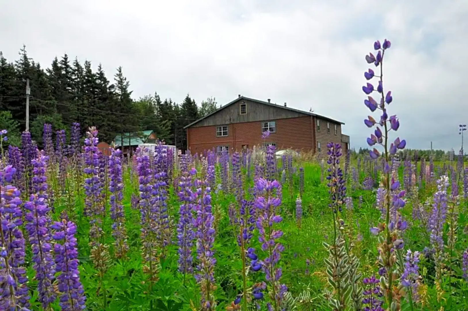 Powley's Wild Goose Lodge
