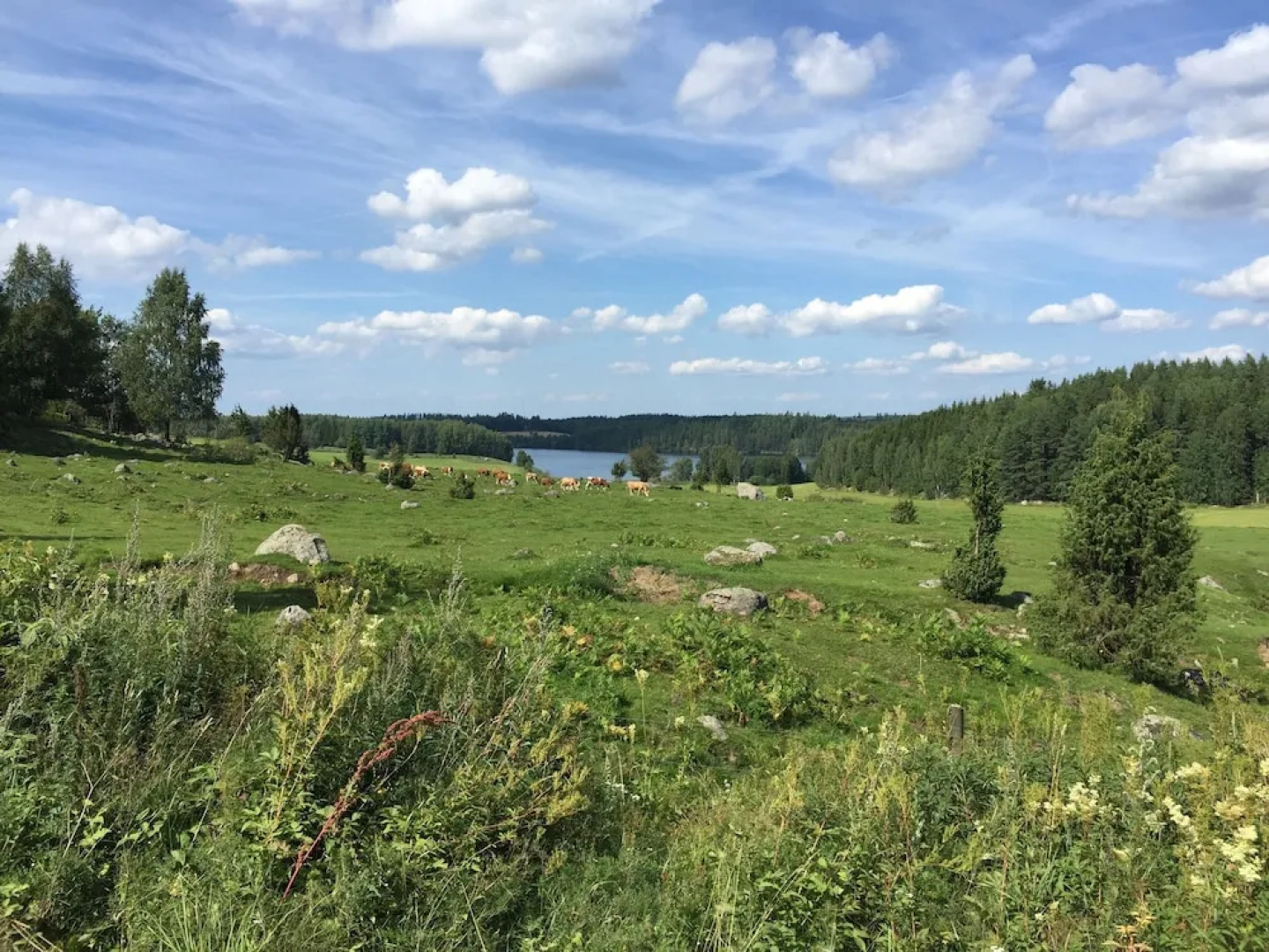Björnåsen Bear Hill