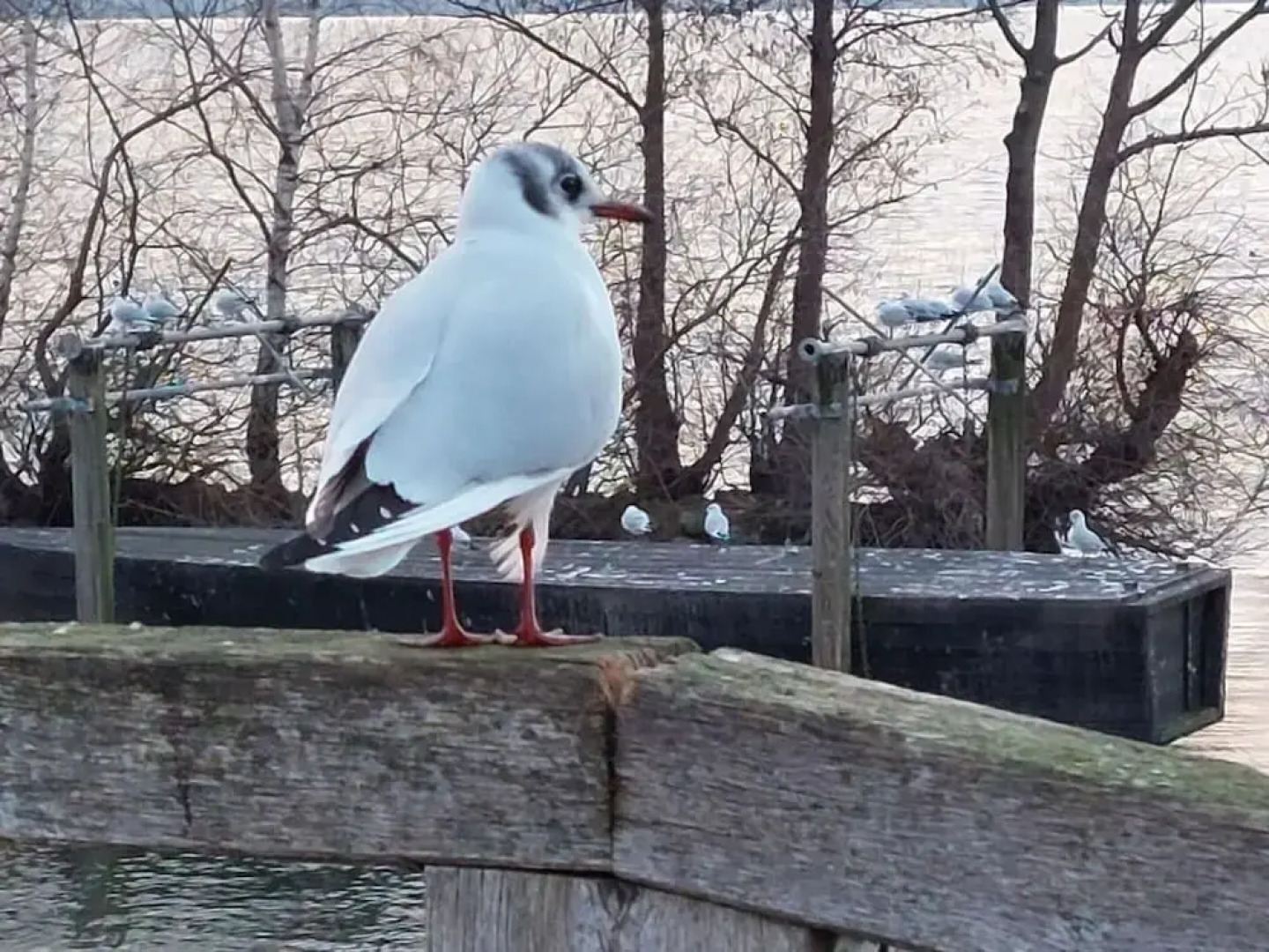 Dornbusch Apartment 3