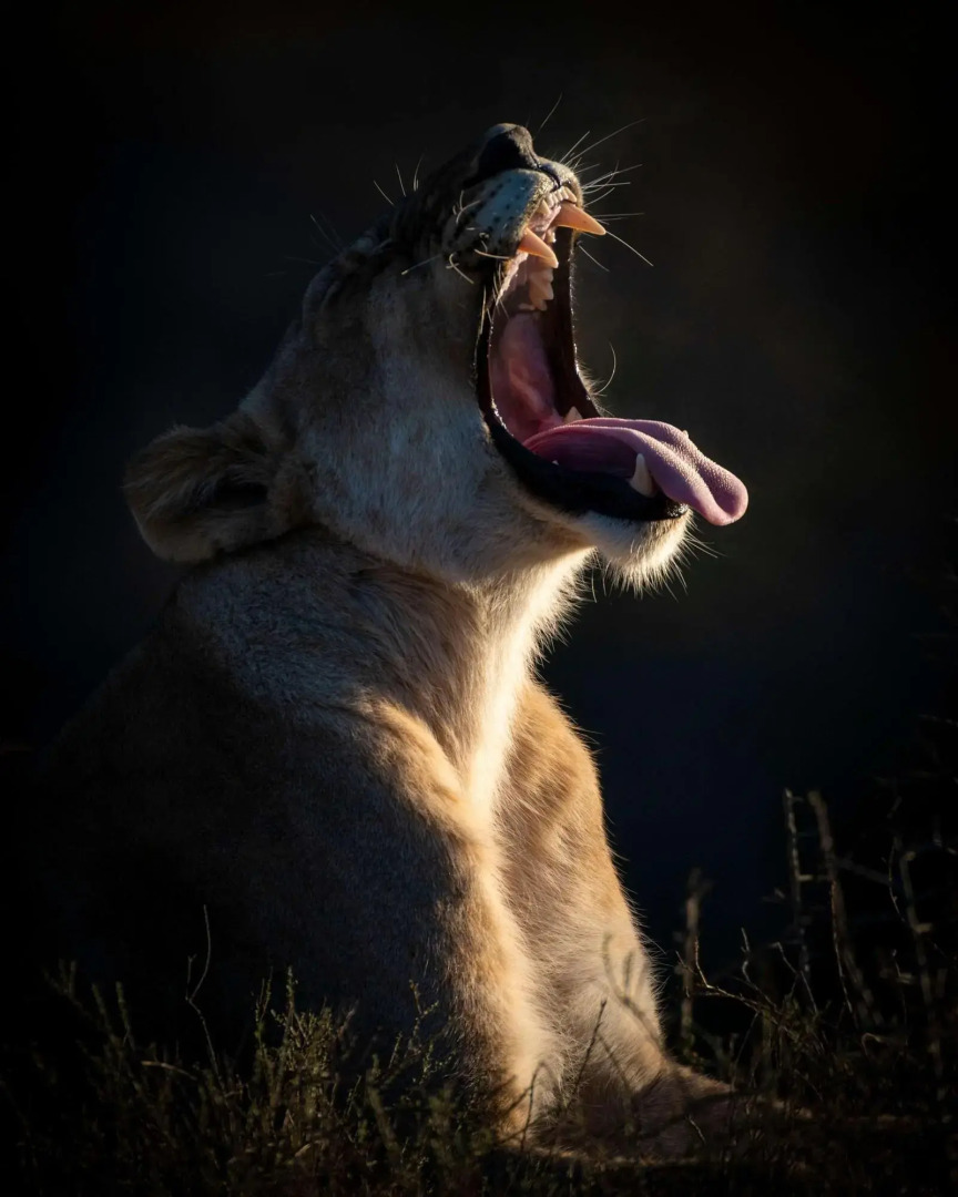 Shamwari Eagles Crag