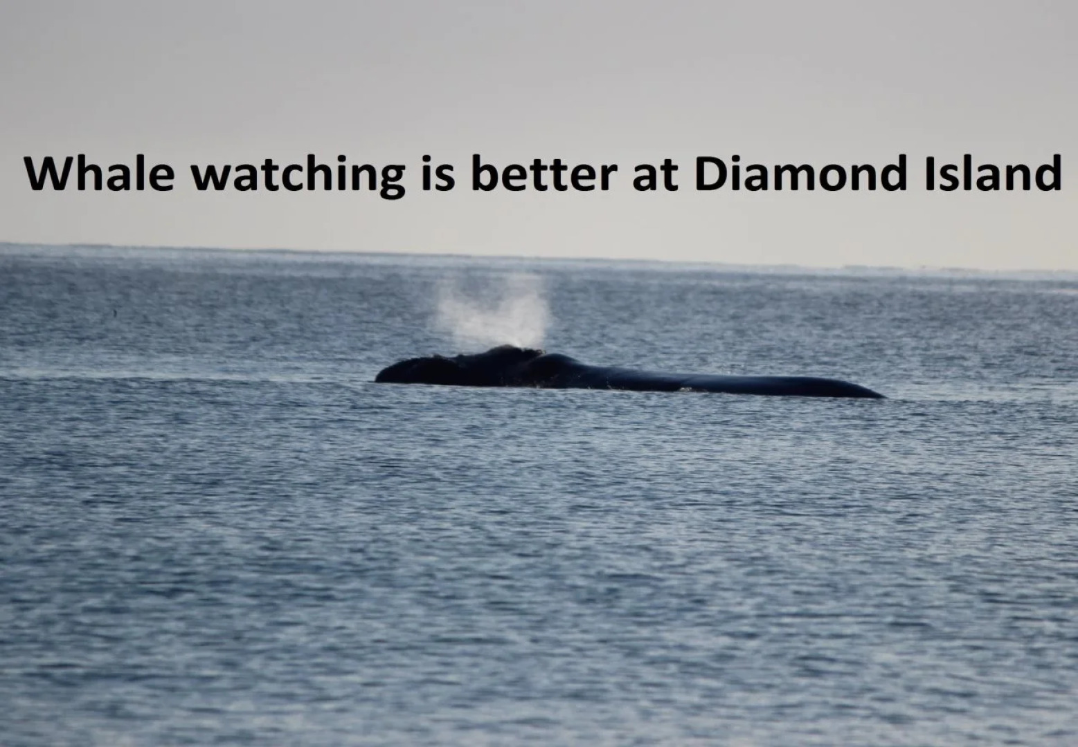 Diamond Island Resort & Penguin viewing