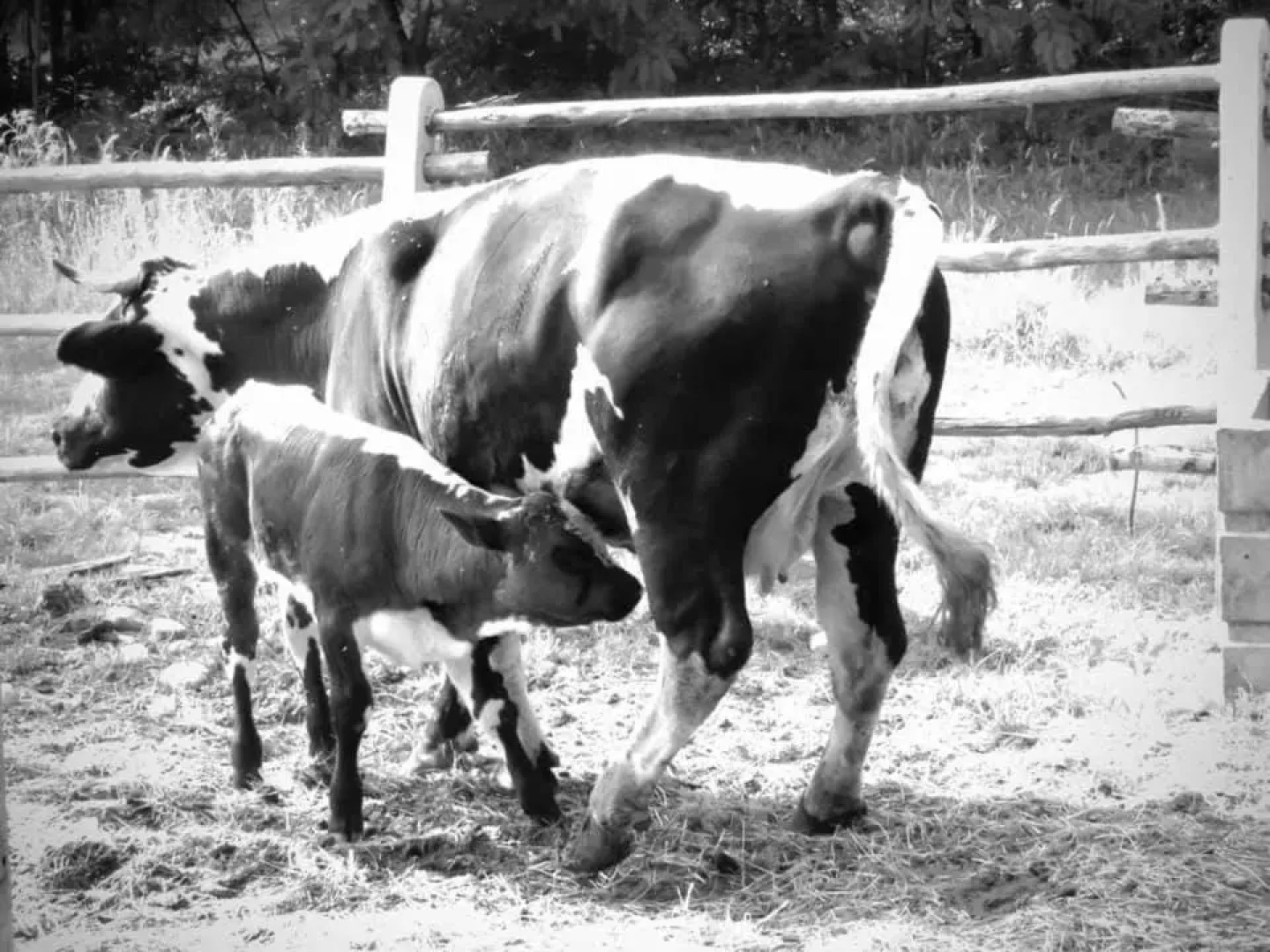 Agriturismo Campofelice