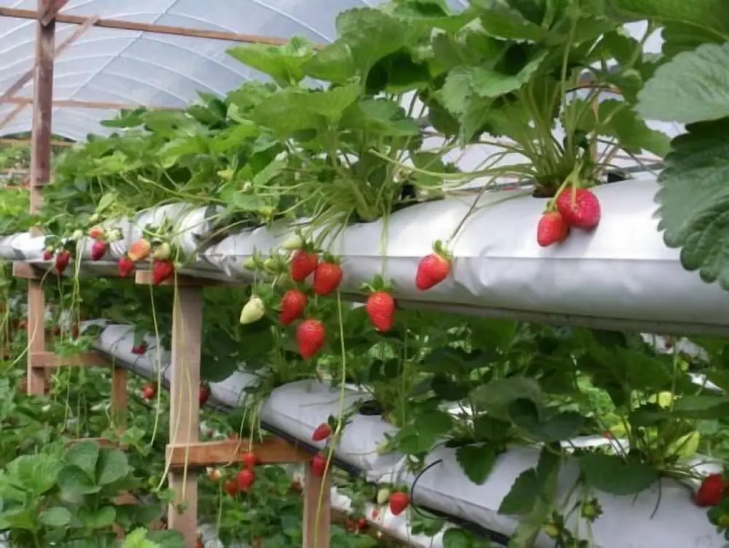 Golden Shine Homestay at Midhills Genting