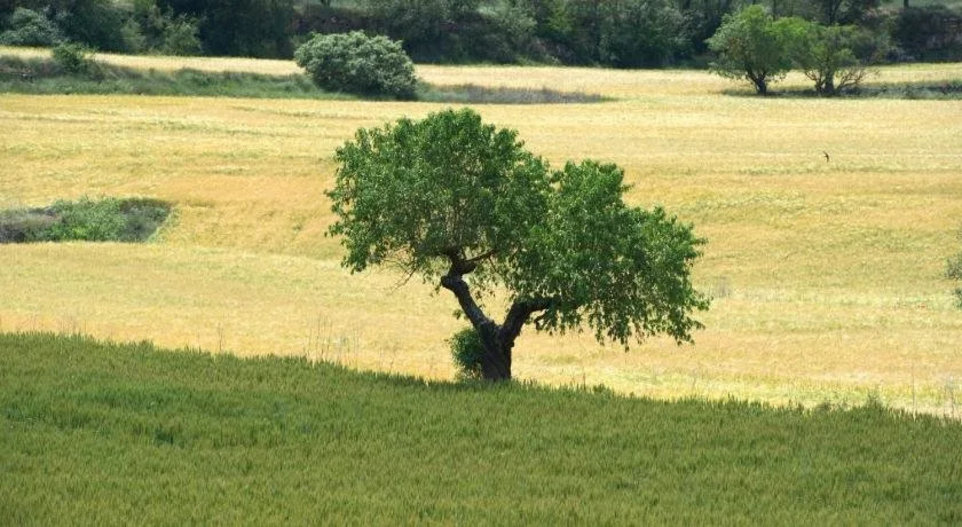 Hostal Palouet de Segarra