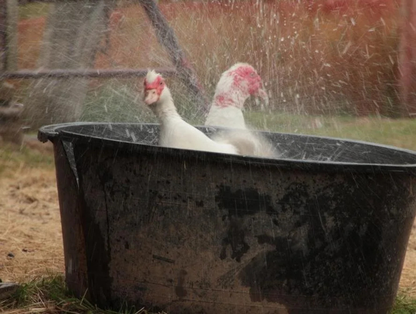 Seaweed and Sod Farm Bed & Breakfast
