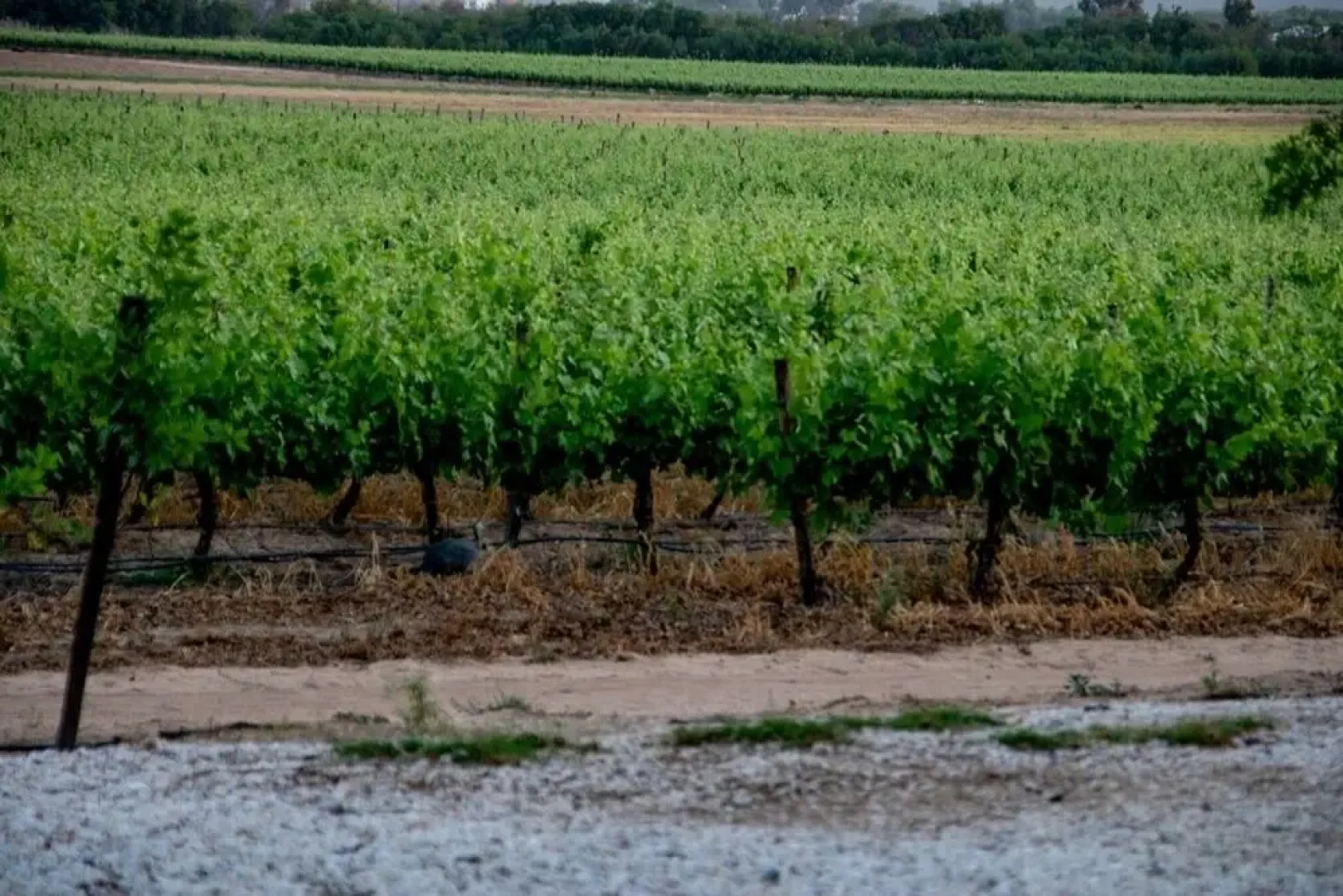 Audreys Vineyard Cottage & Homestead