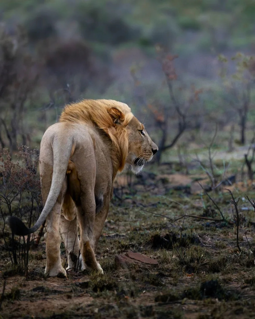 Sediba Luxury Safari Lodge