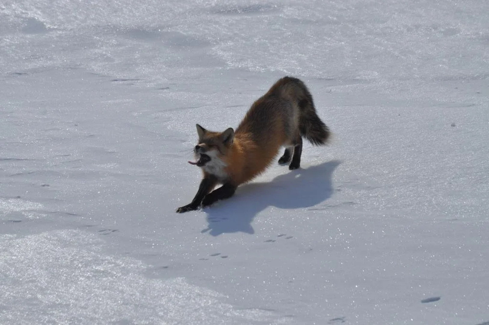 The Dancing Moose Cafe