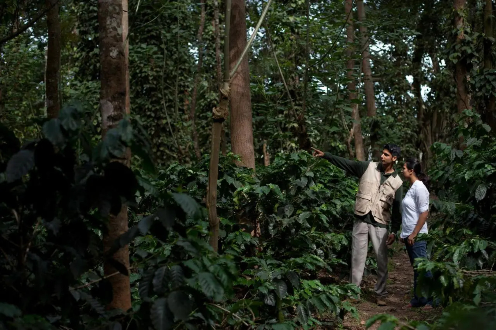 The Serai Chikmagalur