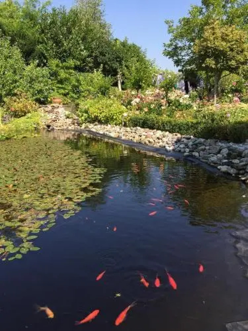 Bed & Breakfast The Rose