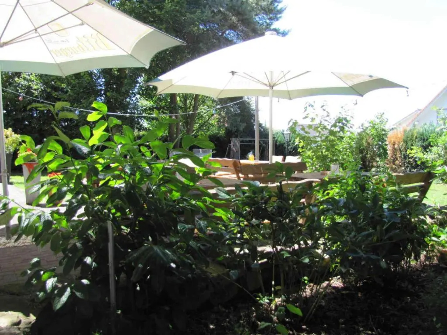 "Unter den Kastanien"