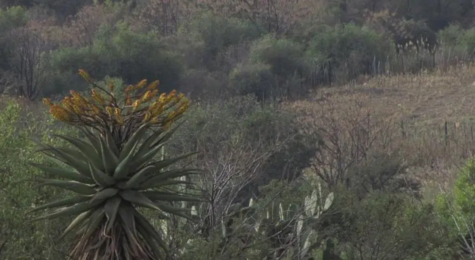 Ingwe Historical Accommodation