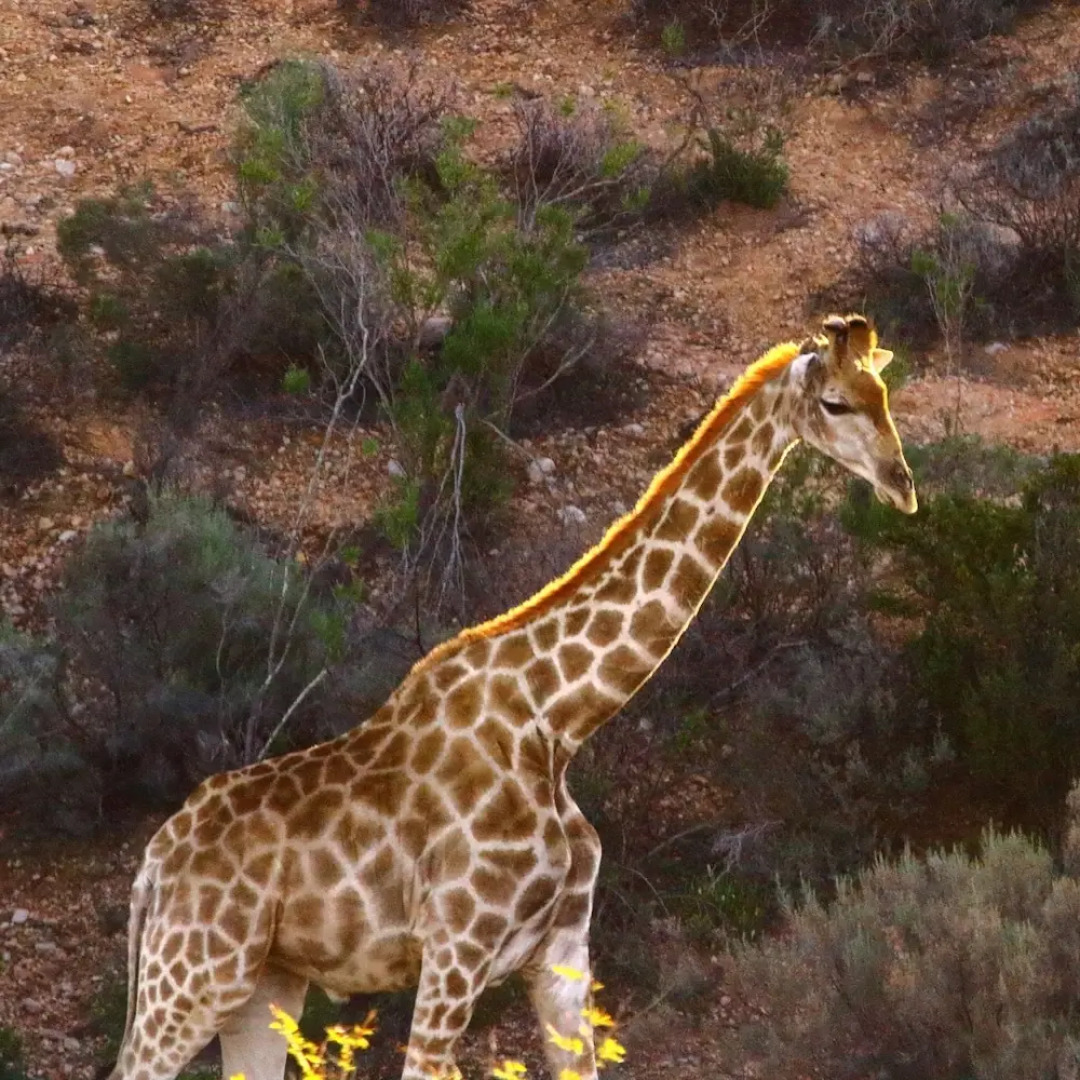 Zwartberg View Mountain Lodge
