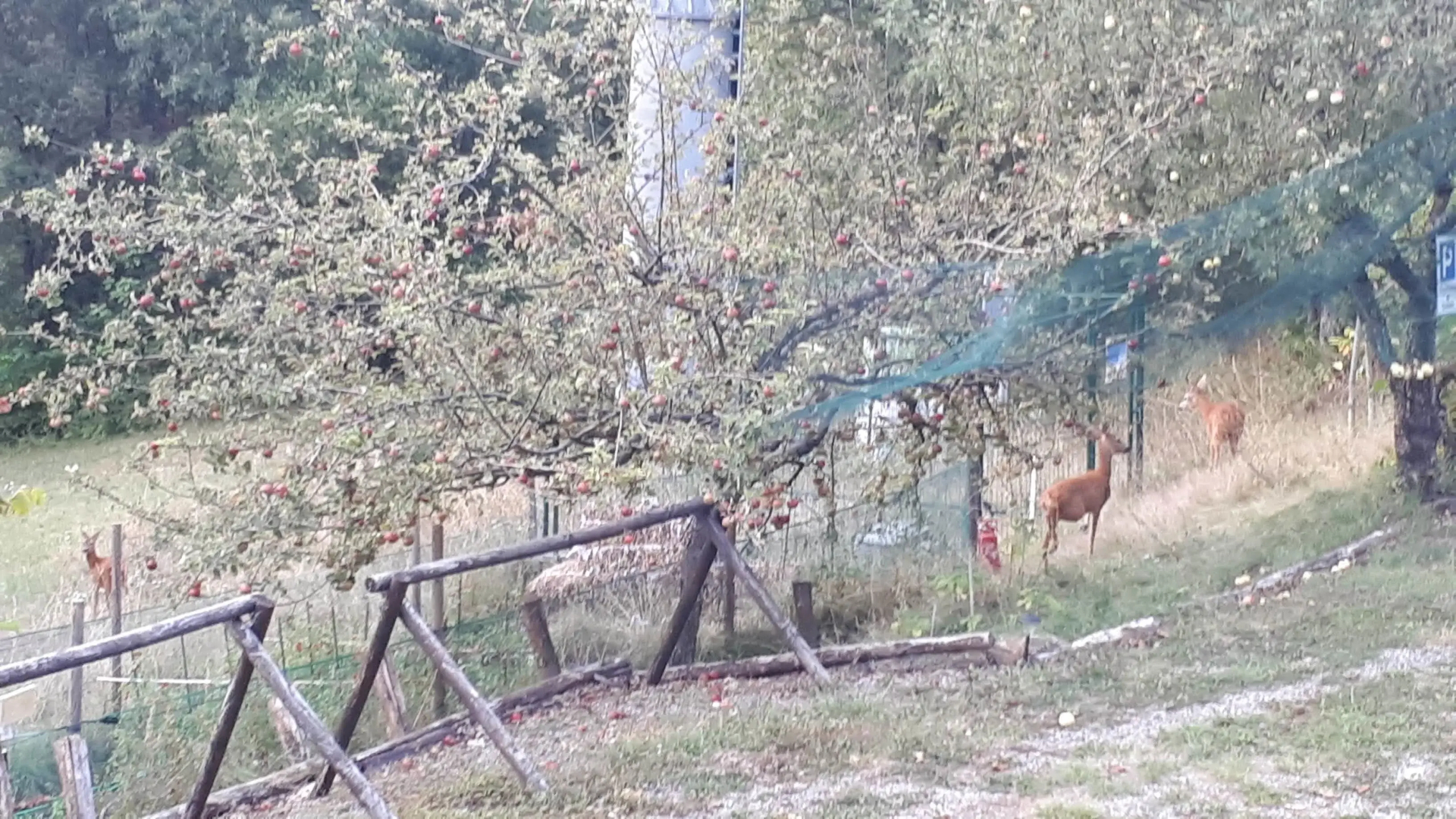 Tolasudolsa