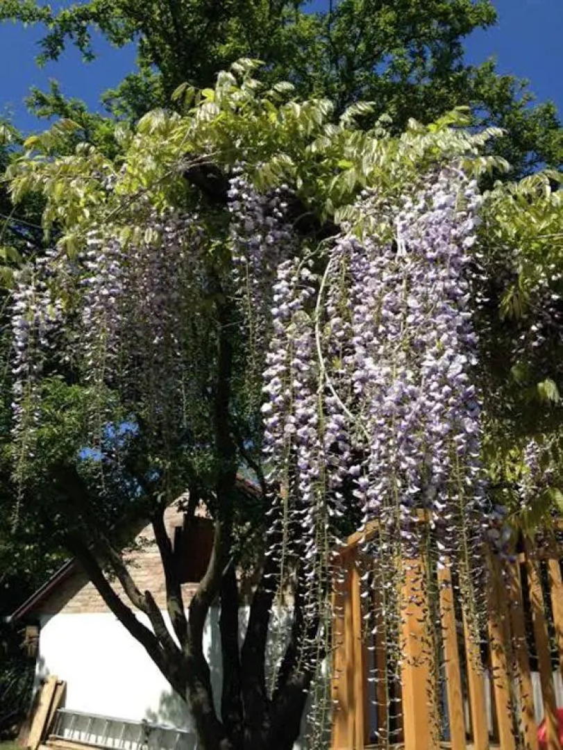 Rozmaring Vendégház