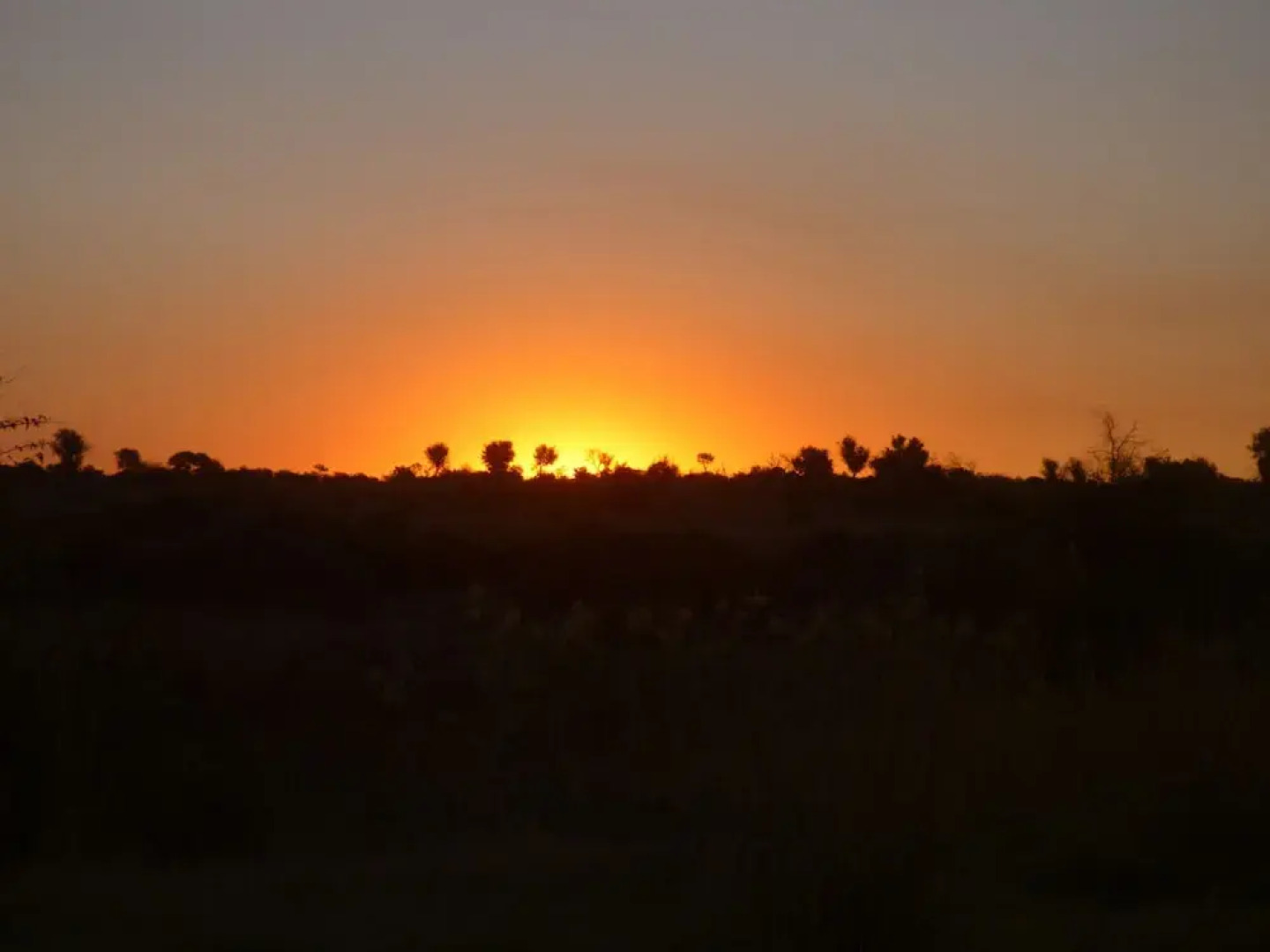 Thorn Tree Bush Camp