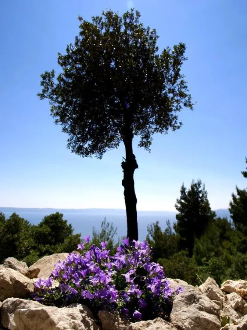 Holiday Home Dalmatinska Kuća