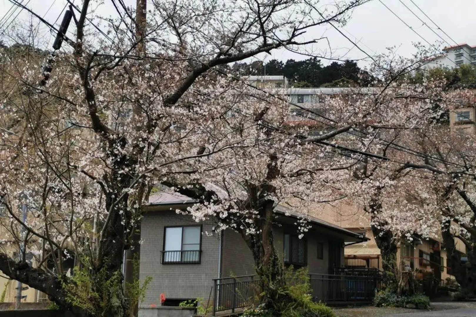 桜薫 熱川駅まで280メートル海水浴場まで500メートル