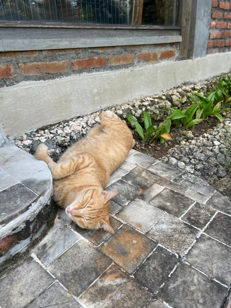 PINOKKIO B&B Restaurant