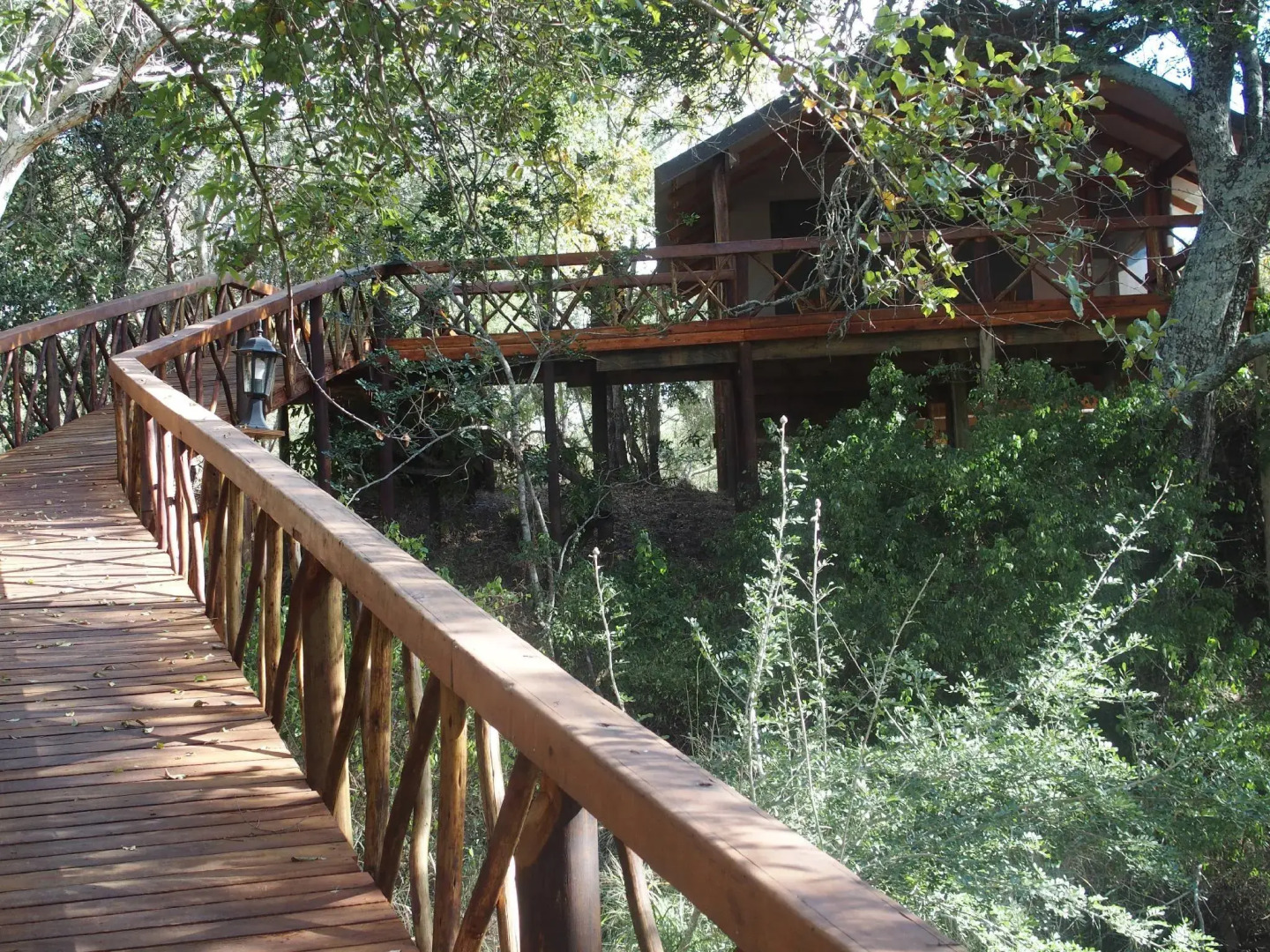 Lion Tree Top Lodge