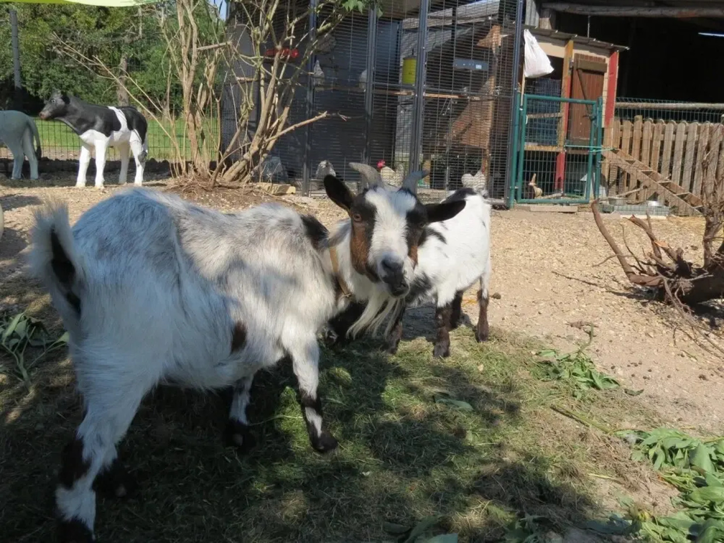 Villa With 6 Bedrooms in Ottonville, With Private Pool, Enclosed Garden and Wifi - 150 km From the Slopes