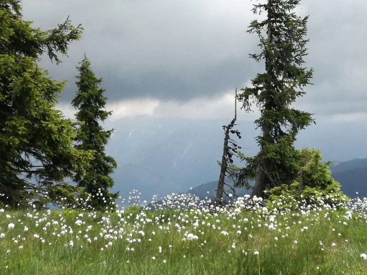 Appartement Falkner Cilli