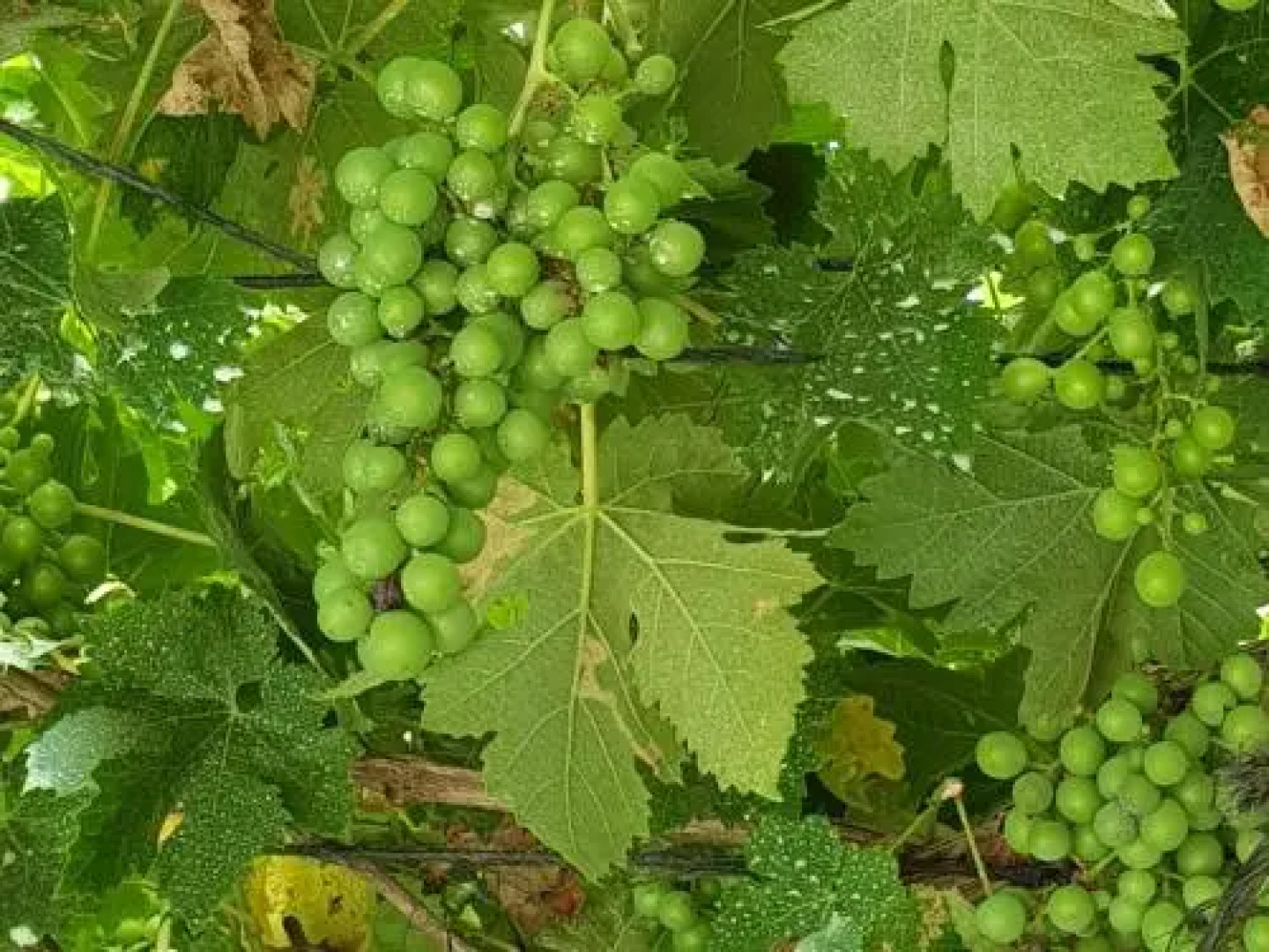 Las Casas de Colinas