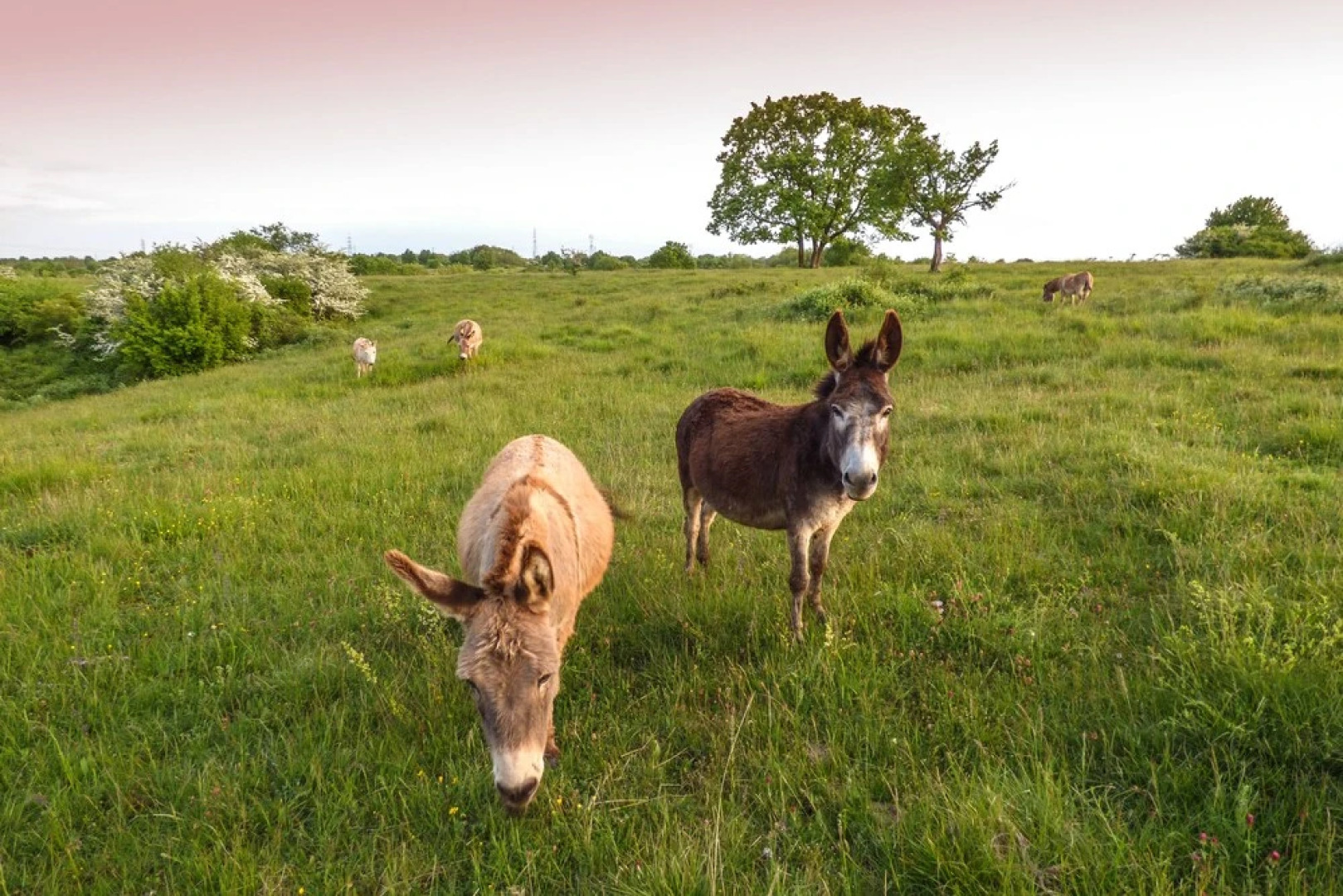 Agriturismo Alture di Polazzo