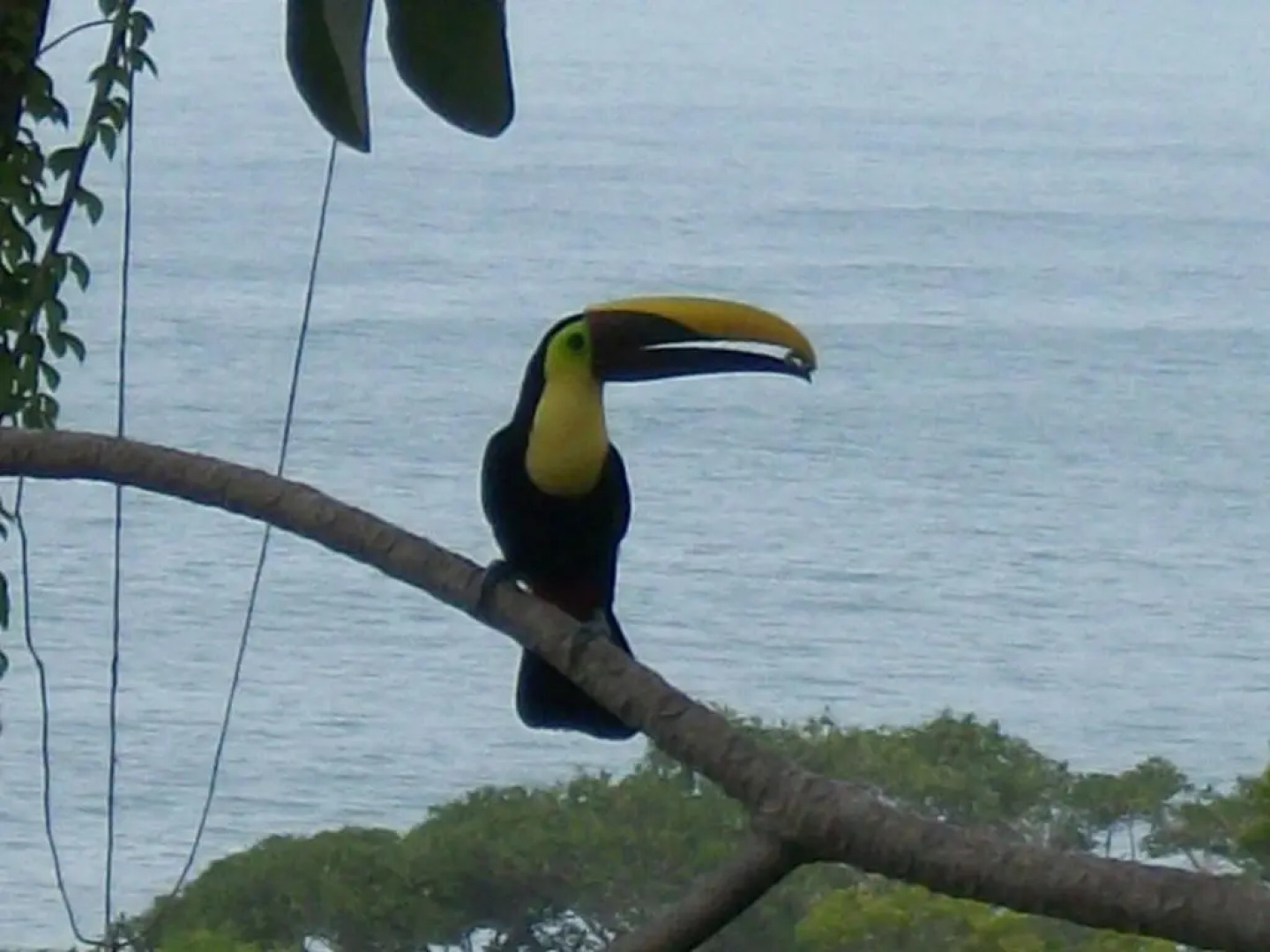 Kiskadee Casa