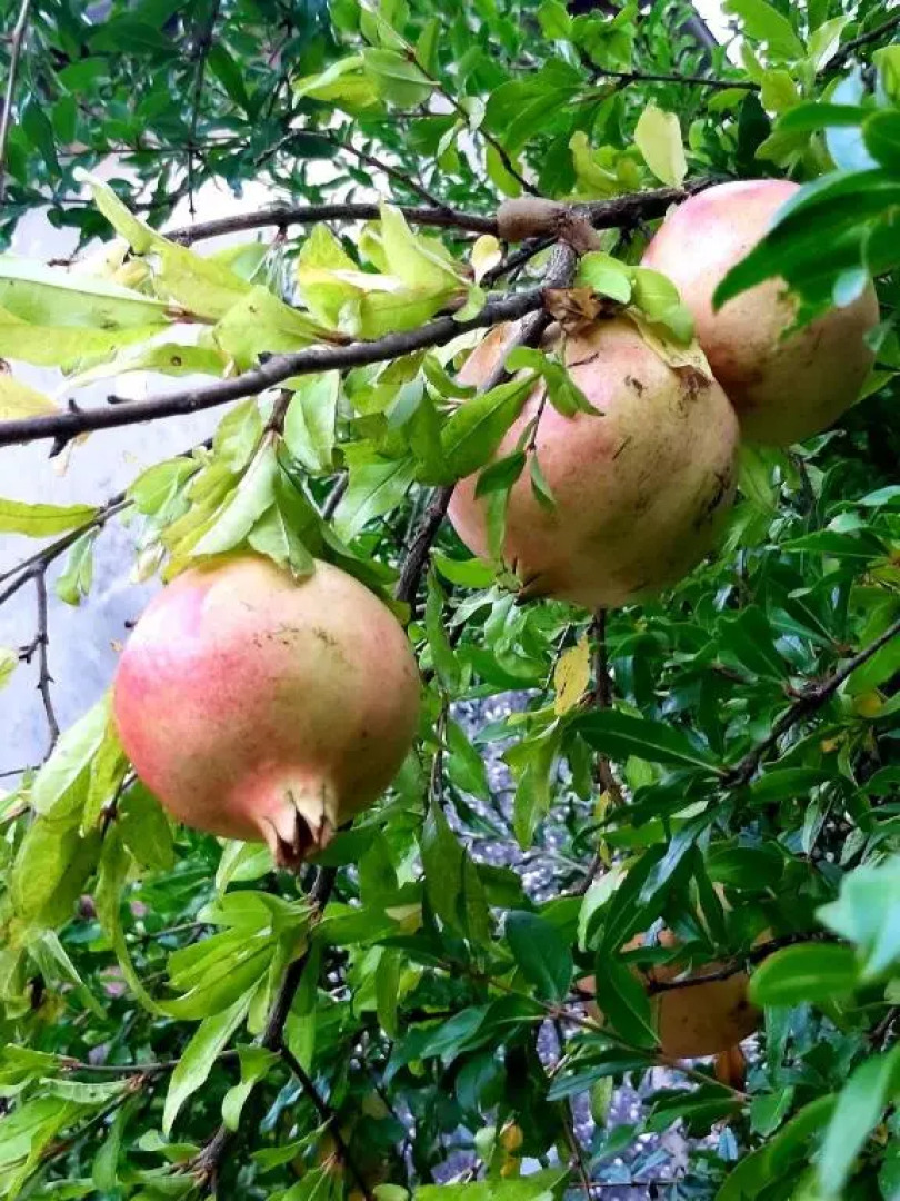 Holiday Home Sarin Most