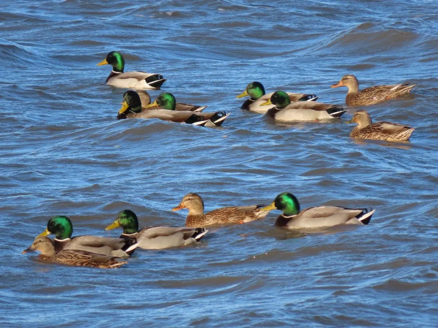 Auberge Pourvoirie Isle-aux-Grues