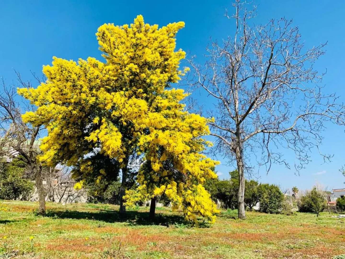 Palazzo D'Amaro Historical Residence