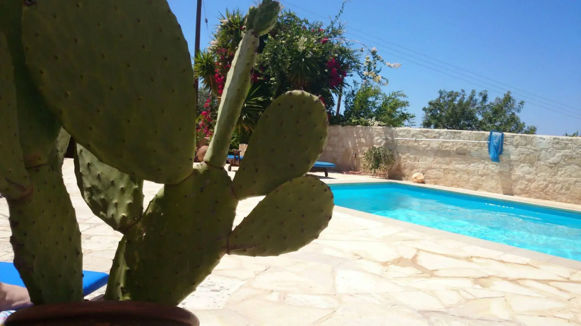 Prickly Pear