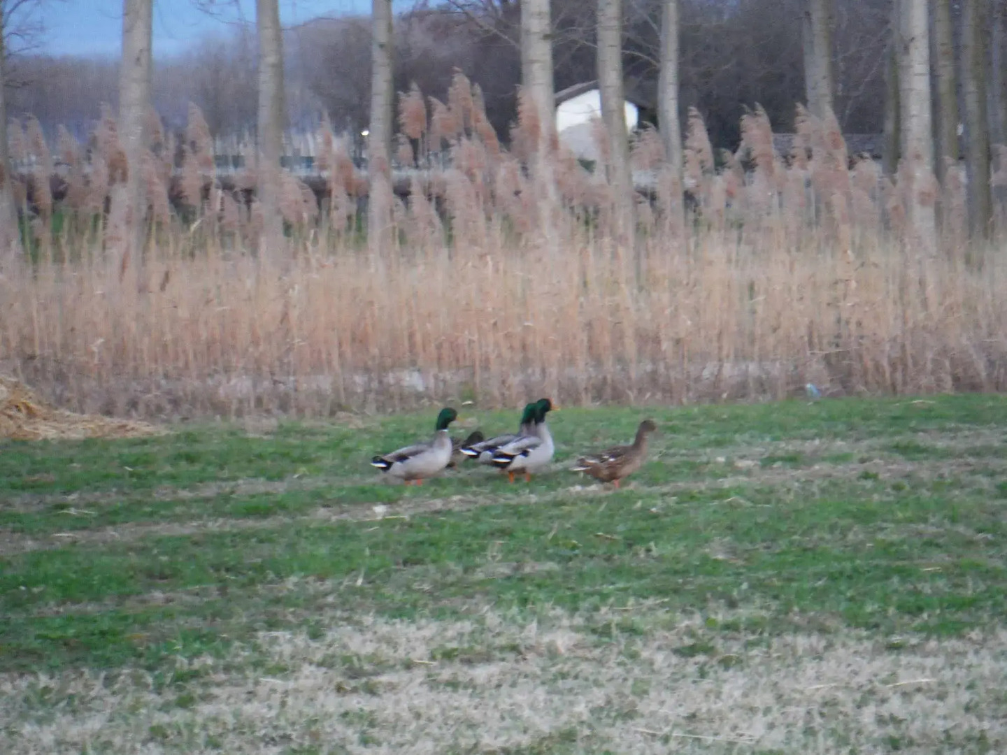 Antico Borgo Torricella