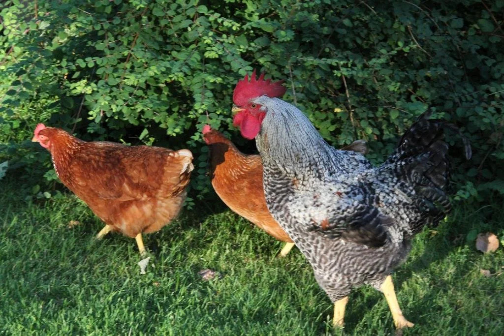 Gultentorp Bed & Breakfast