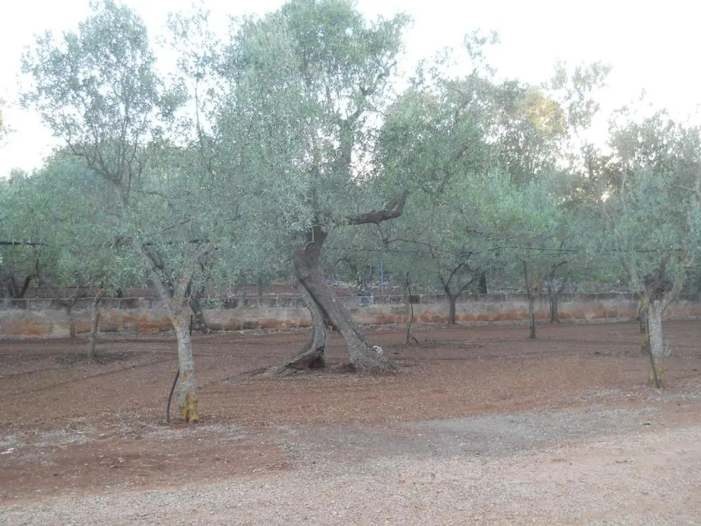 Villa Conte in Salento