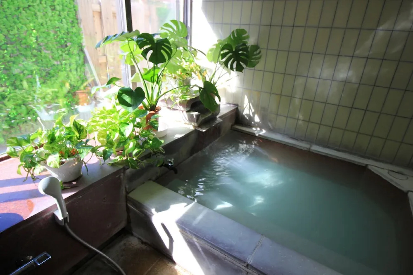 Hakone Gora Guam Dog