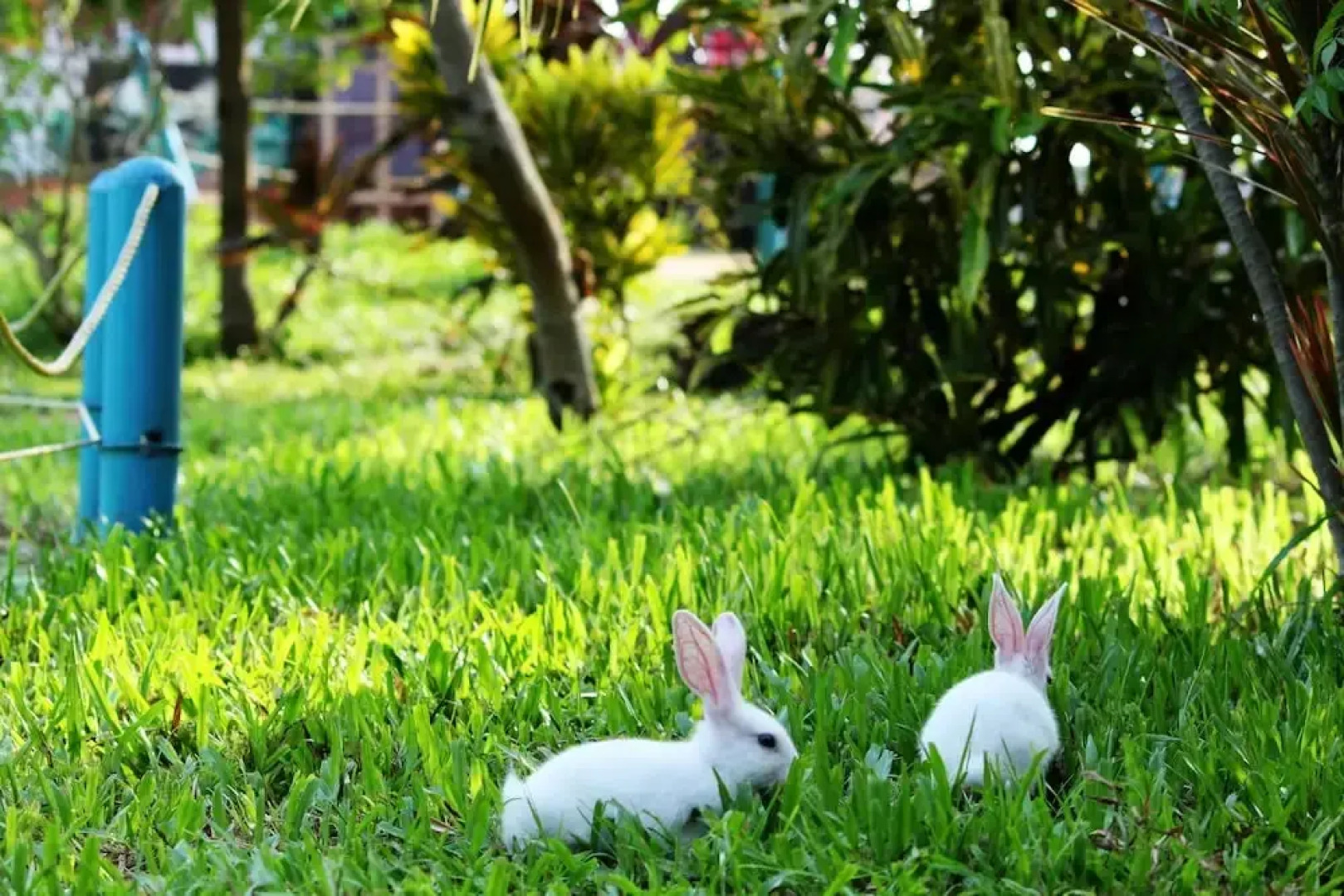 True Blue Beach Resort