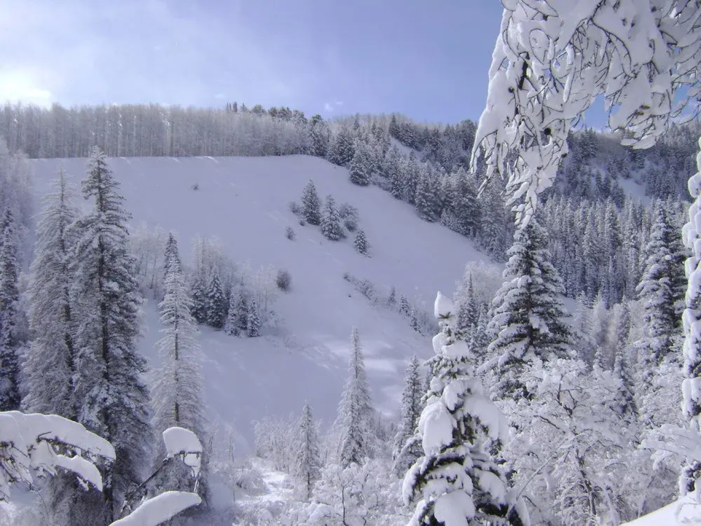 Wild Skies Cabin Rentals