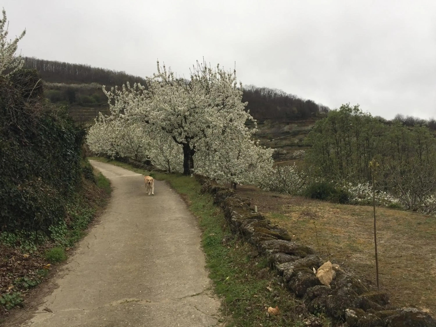 El Capricho del Jerte