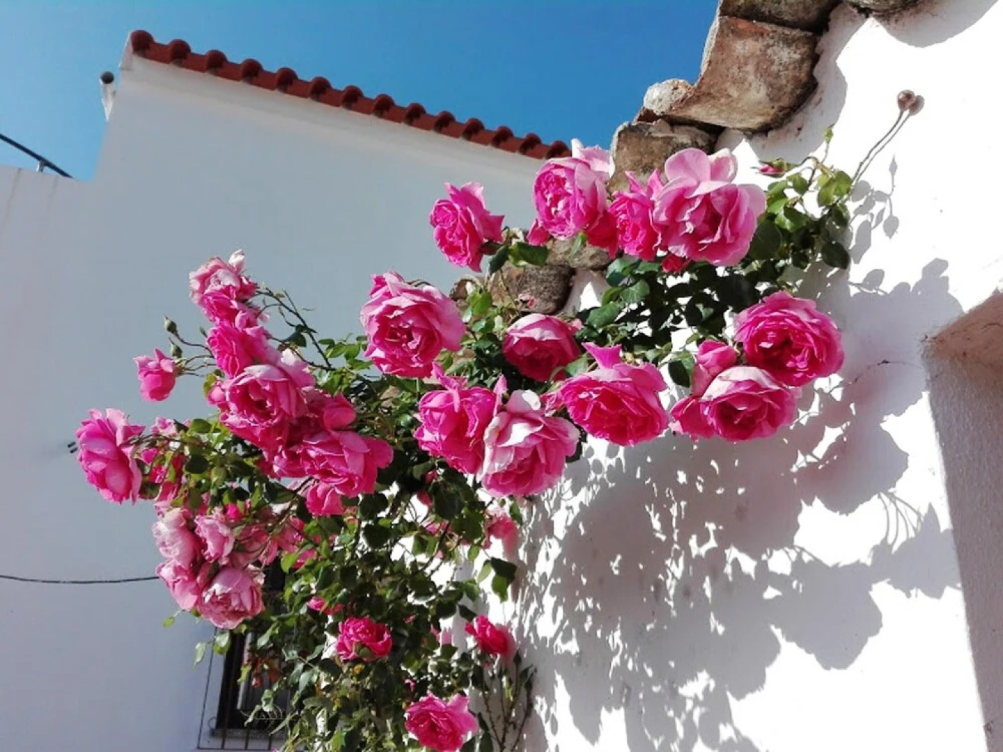 House With 3 Bedrooms in São Bartolomeu de Messines, With Wonderful Mountain View, Enclosed Garden and Wifi - 20 km From the Beach