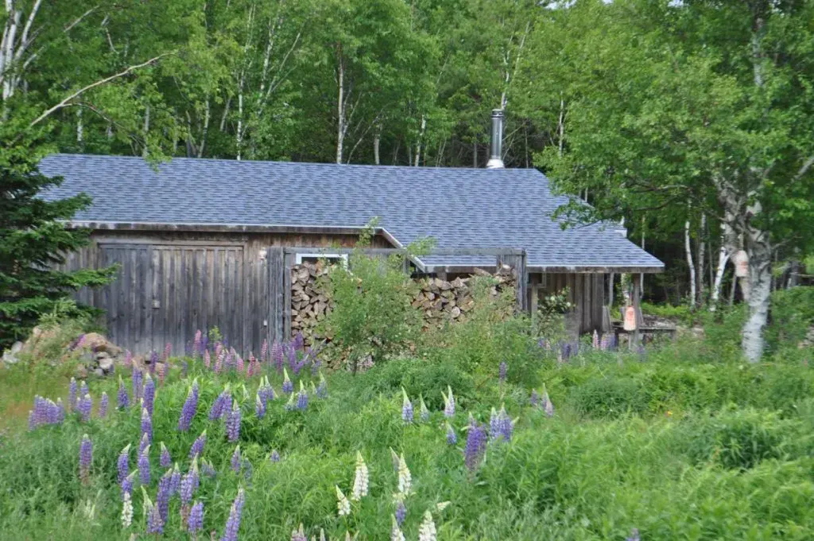 The Dancing Moose Cafe