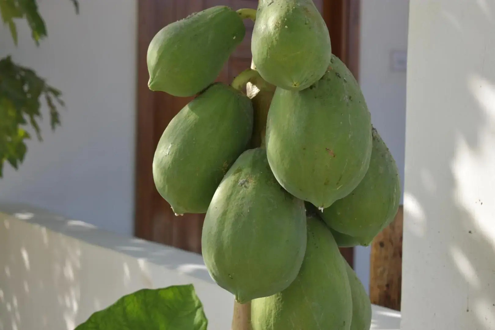 New Arisen Bungalows