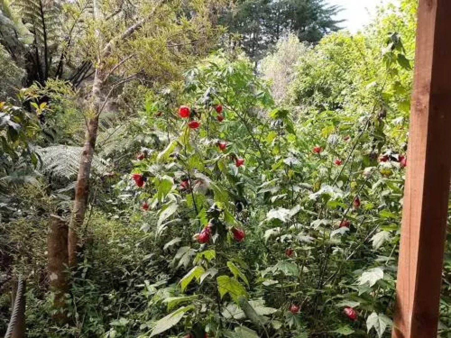 Buena Vista Apartment