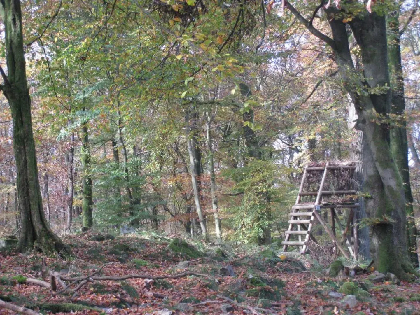 Les Terriers Saint-Hubert