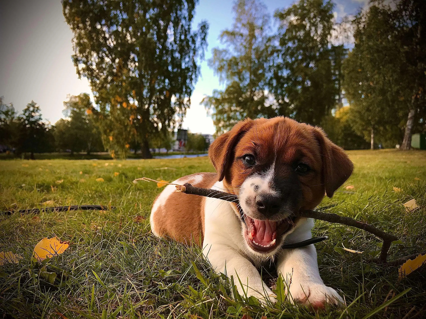 Best Western Hotel Savoy